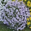 Blue Creeping Phlox