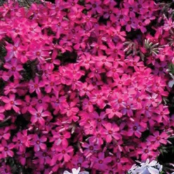 Wine Red Creeping Phlox