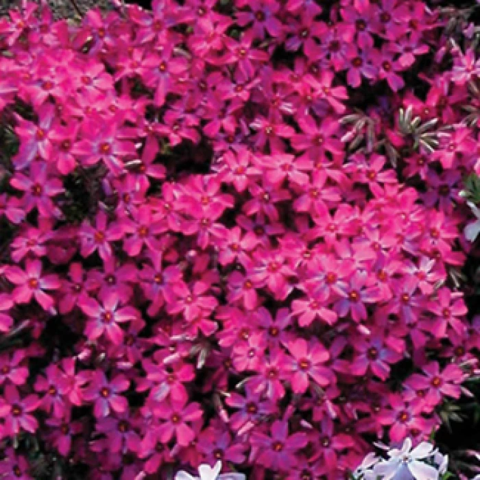 Wine Red Creeping Phlox