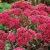 'Thunderhead' Sedum