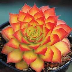 Chick Charms® Gold Sempervivum