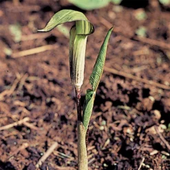 Jack In The Pulpit