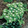 Cornus Canadensis Or Bunchberry