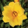 Stella De Oro Daylily