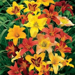 Color Wheel Daylily Mix