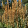 Golden Sunset&trade; Yellow Prairie Grass
