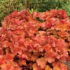 Northern Exposure&trade; Amber Heuchera