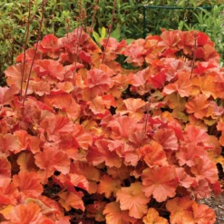 Northern Exposure™ Amber Heuchera