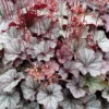 Northern Exposure&trade; Silver Heuchera