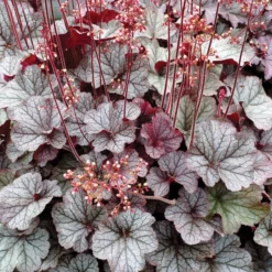 Northern Exposure™ Silver Heuchera