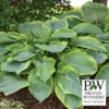 Wu-La-La Hosta
