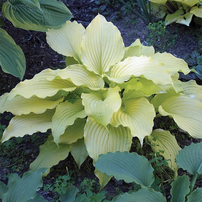 Dancing Queen Hosta