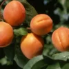 Chinese Apricot
