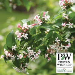 Sweet Emotion® Abelia