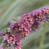 Bicolor Butterfly Bush
