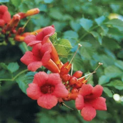 Scarlet Trumpet Vine