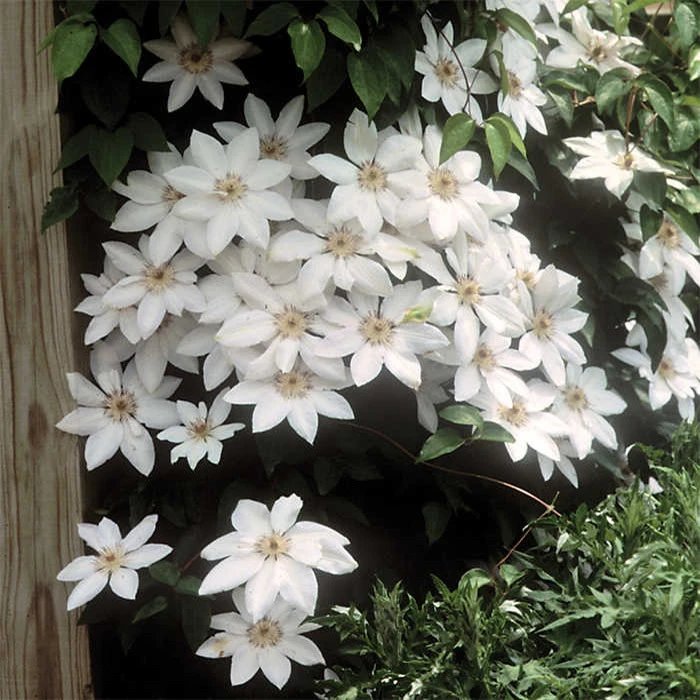 Henryi Clematis