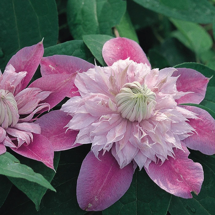 Josephine™ Clematis