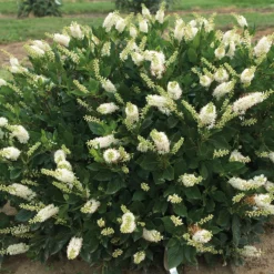 Sugartina® Crystalina Summersweet