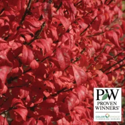 Fire Ball® Burning Bush