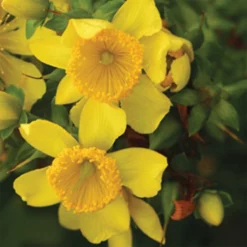 Sunny Boulevard® St John's Wort