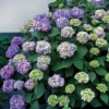 BloomStruck&reg; Hydrangea