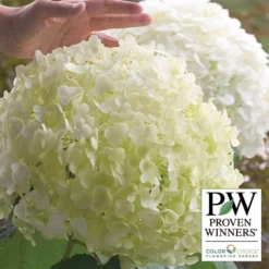 Incrediball® Hydrangea