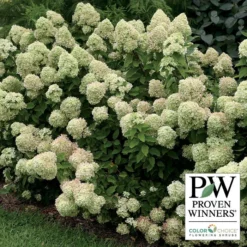 Little Lime® Hydrangea