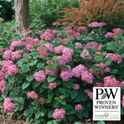Invincibelle® Ruby Hydrangea