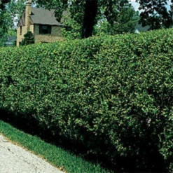 Hardy Amur River Privet