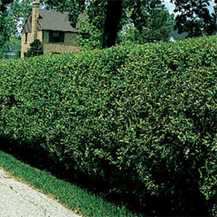 Hardy Amur River Privet