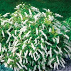 Little Henry® Sweetspire