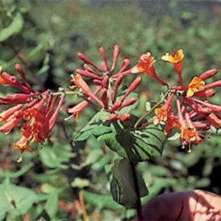 Dropmore Scarlet Honeysuckle Vine
