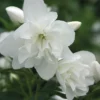 Snow Dwarf Mock Orange