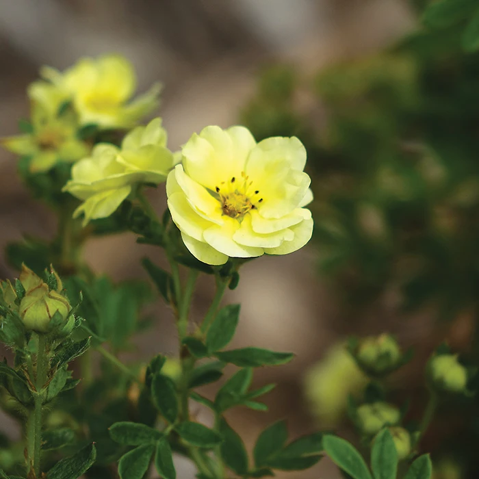Lemon Meringue™ Potentilla
