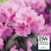 Black Hat&reg; Rhododendron