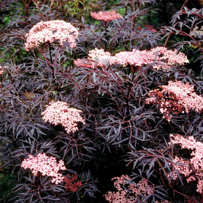 Black Lace® Sambucus