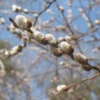 Giant Flowered Pussy Willow Shrub