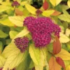 Double Play® Candy Corn® Spirea
