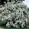 Bridal Wreath Spirea