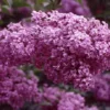 Syringa Chinensis Red Rothomaginsis Lilac