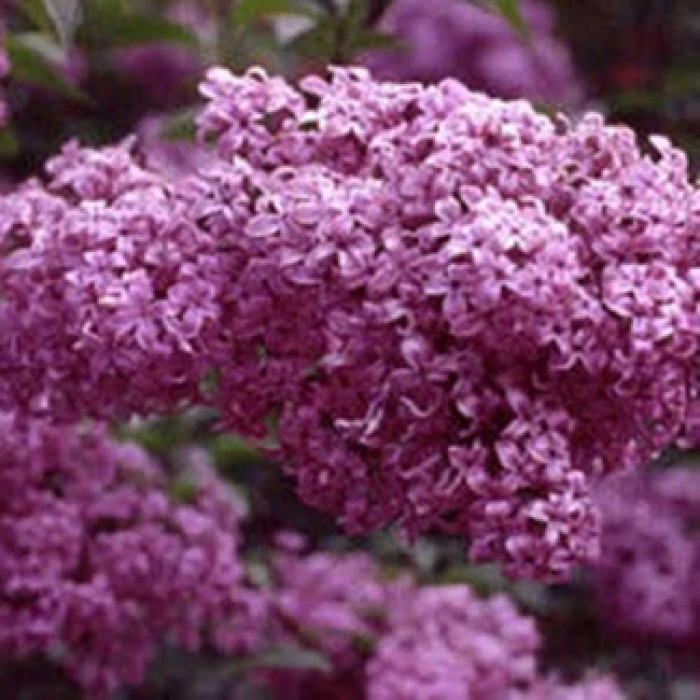 Syringa Chinensis Red Rothomaginsis Lilac