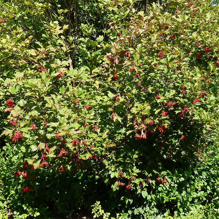 American Highbush Cranberry
