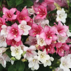 Czechmark Trilogy® Weigela