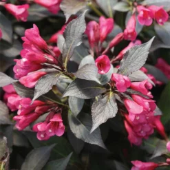 Spilled Wine® Weigela