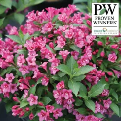 Snippet® Dark Pink Weigela