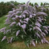Grand Cascade Butterfly Bush
