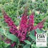 Lo & Behold Ruby Chip&reg; Butterfly Bush