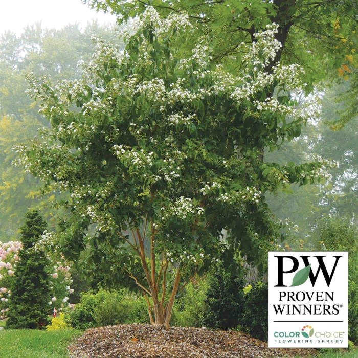 Temple Of Bloom® Seven-Son Flower