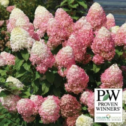 Quick Fire Fab® Hydrangea